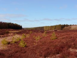 IMGP9710-Vinterstemning